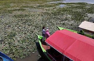 Beyşehir’de "Bangladeş Su Nilüferi"...