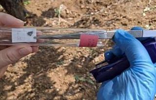 Bilecik’te görülen kahverengi kokarcaya samuray...