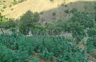 Bingöl’de 15 bin kök kenevir ele geçirildi