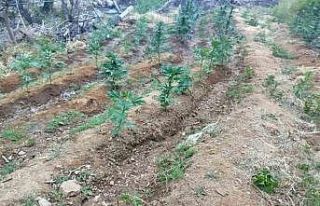 Bingöl’de uyuşturucu operasyonu