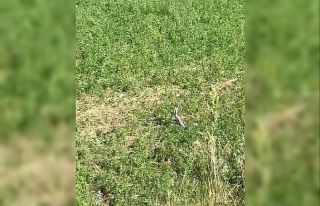 Bingöl’de yılanların dansı kamerada