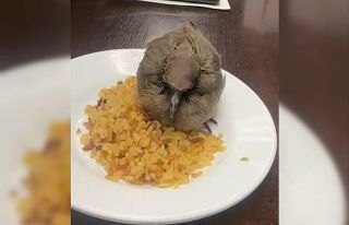 Bitkin düşen kuşu esnaf yemek ve suyla besledi