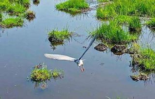 Bitlis’in sulak alanları kuş cennetini andırıyor