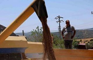 Bodrum Belediyesi’nden karakılçık buğdayı hasadı