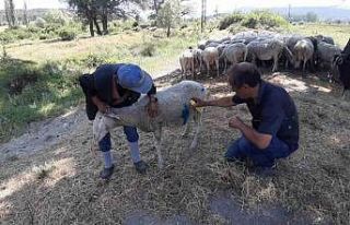 Bolu’da başıboş köpekler sürüye saldırdı:...