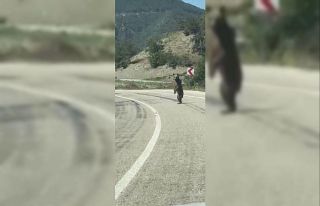 Bolu’da kara yoluna çıkan ayı cep telefonuna...