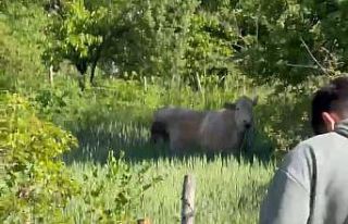 Bolu’da kurbanlık dana tarlaya kaçtı, köylüler...