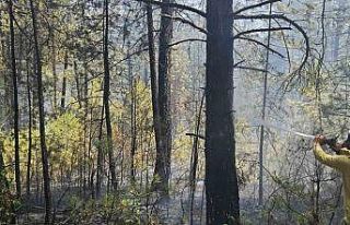 Bolu’da ormanlık alanda örtü yangını faciaya...