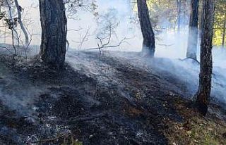 Bolu’da örtü yangını: 1 hektar zarar gördü