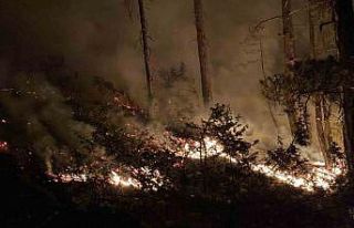 Bolu’daki orman yangını 8 saatte kontrol altına...