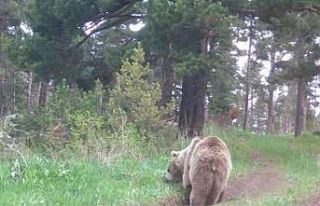 Bozayı ormanda ot yerken görüntülendi