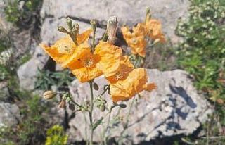 Bozkır’ın yüksek rakımlı yaylalarındaki bitki...