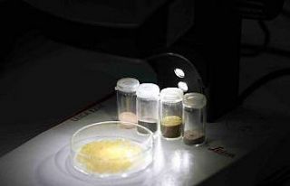 BTÜ’nün projesi hayvansal kaynaklara alternatif...