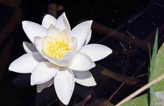 Bu çiçek, özellikleri ile dünyada tek