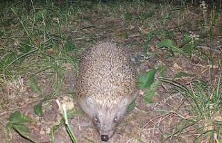 Buldan’da oklu kirpi kameralara yakalandı