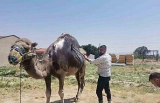 Buldan’da şampiyon deveye yaz bakımı
