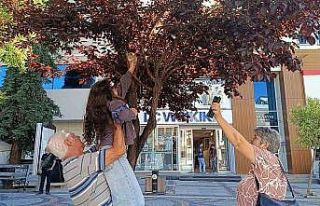 Bulgaristanlı minik kızdan örnek davranış: Ağaçta...