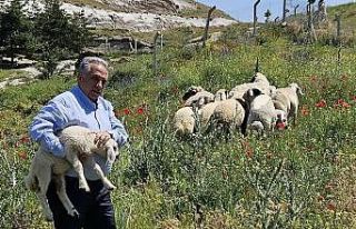 Bulunan küçükbaş hayvanlar Talas Belediyesi’nde...