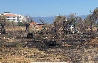 Burhaniye’de çıkan yangında çok sayıda zeytin...
