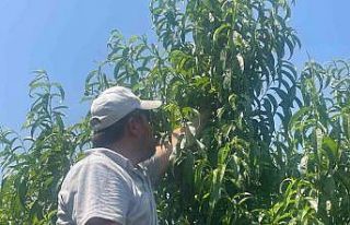 Bursa şeftalisi sezona dalında 50 lirayla başladı