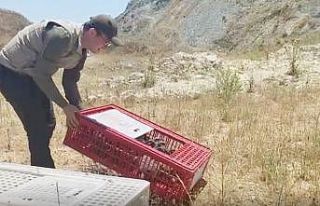 Bursa’da 100 keklik doğaya bırakıldı