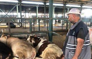 Büyükbaş hayvanlar kendi maliyetlerini çıkarmıyor