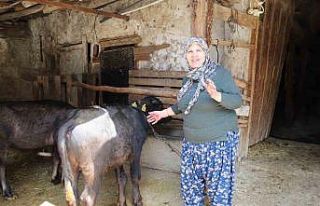 Büyükşehir destekledi üretici kazandı