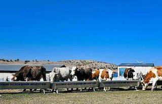 Büyükşehir’den hayvancılığa destek başvurularında...