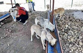 Çanakkale’de sahipsiz hayvanlar için bakımevi...