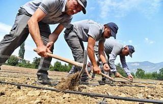 Çandır fasulyesi toprakla buluştu