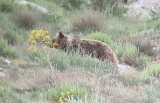 ’Canım’ diye seslendiği ayıyı kayıt altına...