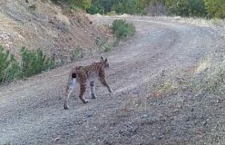 Çankırı’da yaban hayatı kamerada