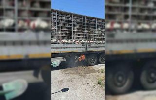Canlı tavuk dolu tırda yangın paniği