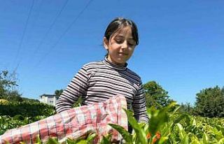 ÇAYKUR’dan kontenjan uygulaması