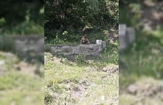 Çeşmede serinleyen ayı kamerada