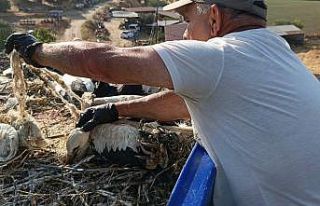 Çevre kirliliği, yaz göçmenlerini tehdit ediyor