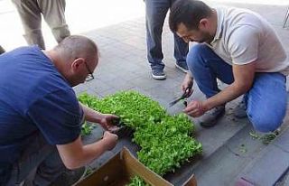 Çiftçilere 10 bin marul fidesi dağıtıldı