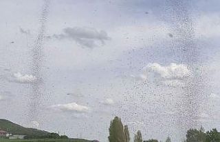 Çıldır Gölü’nde sinek istilası