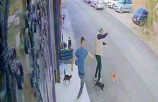 Çılgın kedilerin saldırısı güvenlik kamerasında