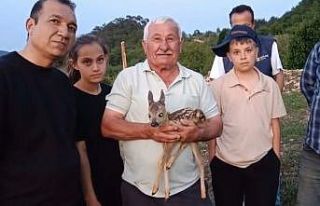 Çoban bulduğu yavru ceylana keçi sütüyle bakıyor