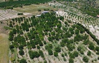 Coğrafi işaretli Demirci kirazında hasat başladı