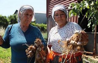Coğrafi işaretli Ula sarımsağı ilgi odağı oldu