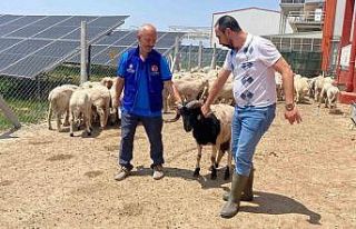 Cumhurbaşkanı Erdoğan’ın TDV’ye vekalet verdiği...