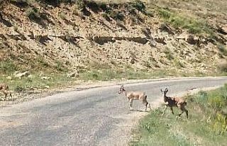 Dağ keçilerini görüntüledi, "Ne kadar güzelsiniz"...