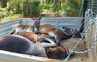 Datça Belediyesi’nden eşeklere eziyet iddiası