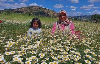Demircili kadınların topladığı papatyalar kurutularak...