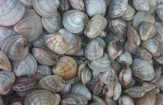 Deniz hıyarı ve beyaz kum midyesi üretimi arttı