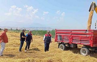 Denizli’de buğday hasadı başladı