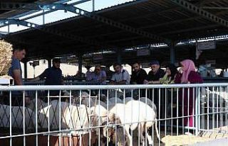 Denizli’de kurbanlıklar alıcılarını bekliyor