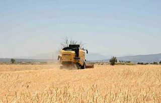 Denizli’nin hububat deposu Acıpayam’da arpa hasadı...